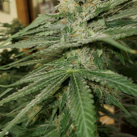 L.A. Confidential growlog timeline photo