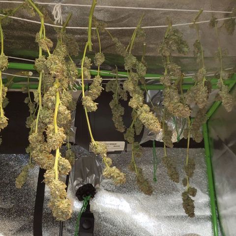 L.A. Confidential growlog timeline photo
