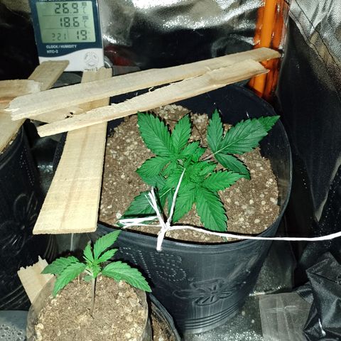 Celeste  growlog timeline photo