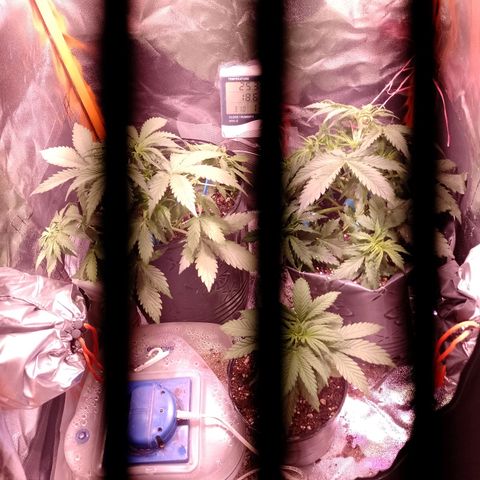 Celeste  growlog photo: Flama las wachas 😍😍🥰