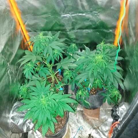 Celeste  growlog photo: Recién podadas.