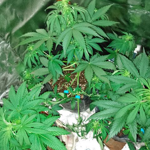 Celeste  growlog photo: Recién podadas.
