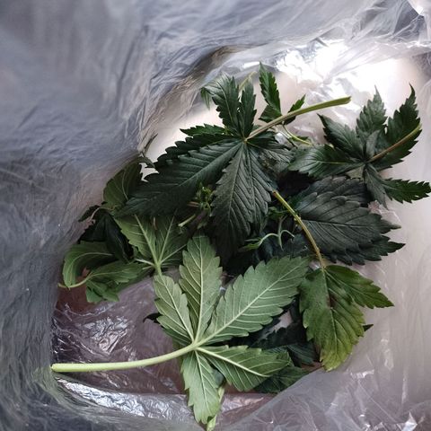 Celeste  growlog photo: Defoliación 