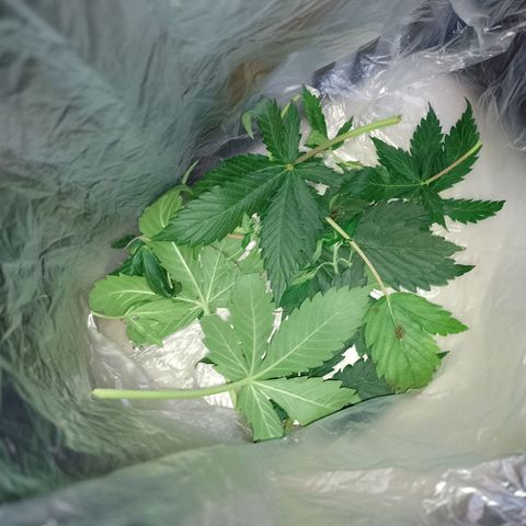 Celeste  growlog photo: Defoliación 