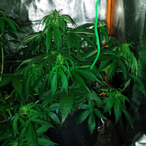 Celeste  growlog timeline photo