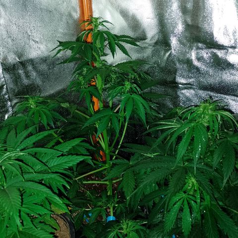 Celeste  growlog timeline photo