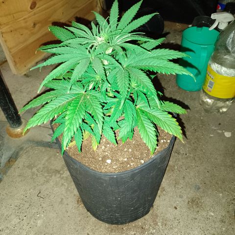 Celeste  growlog timeline photo