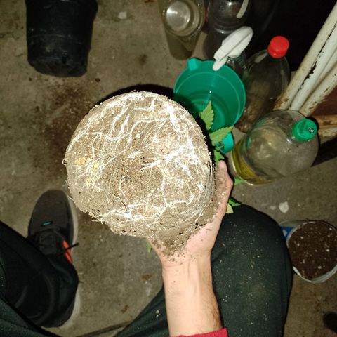 Celeste  growlog timeline photo