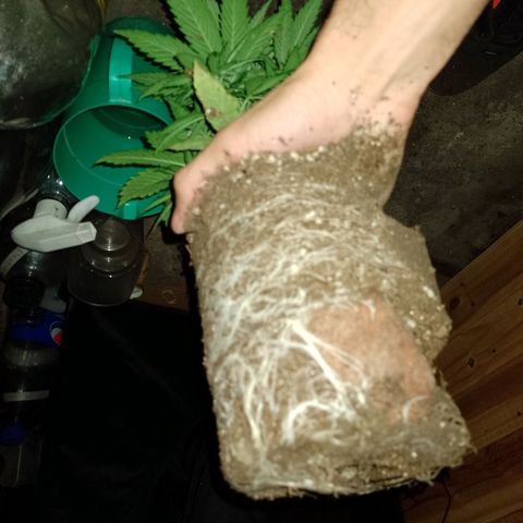 Celeste  growlog timeline photo