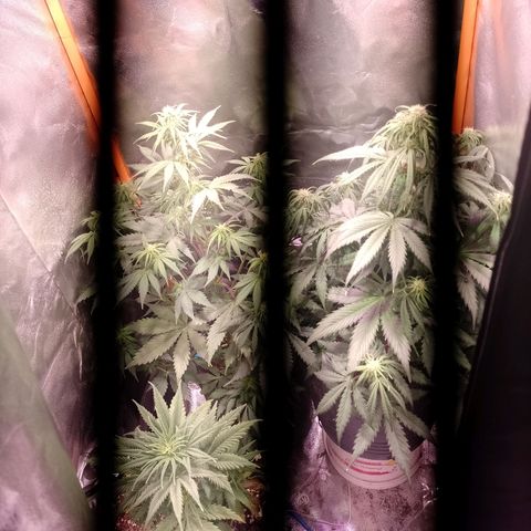 Celeste  growlog photo: Sus desarrollos han disminuido un poco por bajas temperaturas. 