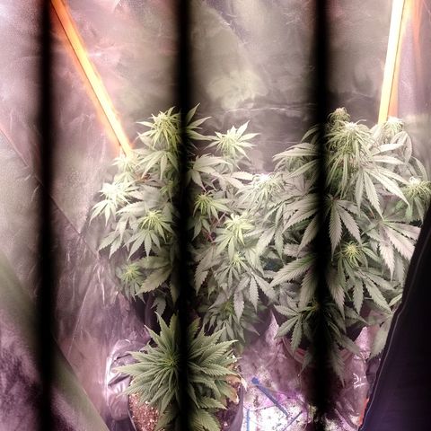 Celeste  growlog photo: Sus desarrollos han disminuido un poco por bajas temperaturas. 