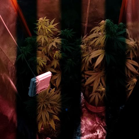 Celeste  growlog photo: Van a las chapas..!!