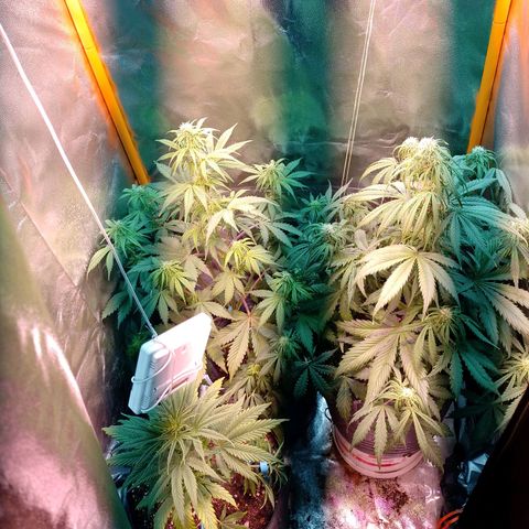 Celeste  growlog photo: Van a las chapas..!!