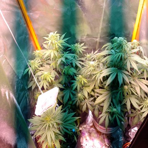 Celeste  growlog photo: Van a las chapas..!!
