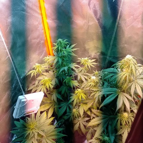 Celeste  growlog photo: Van a las chapas..!!