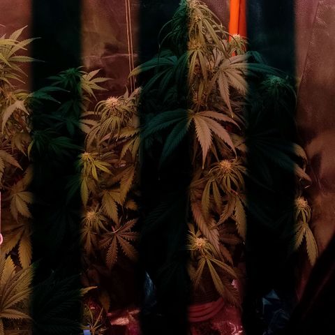 Celeste  growlog photo: Van a las chapas..!!