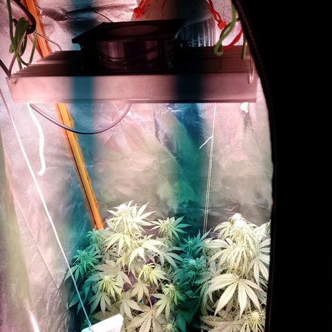 Celeste  growlog photo: Van a las chapas..!!