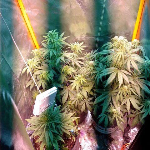 Celeste  growlog photo: Van a las chapas..!!