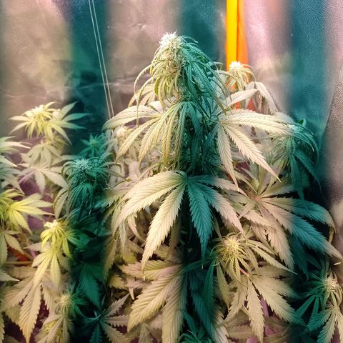 Celeste  growlog photo: Van a las chapas..!!