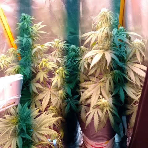 Celeste  growlog photo: Van a las chapas..!!