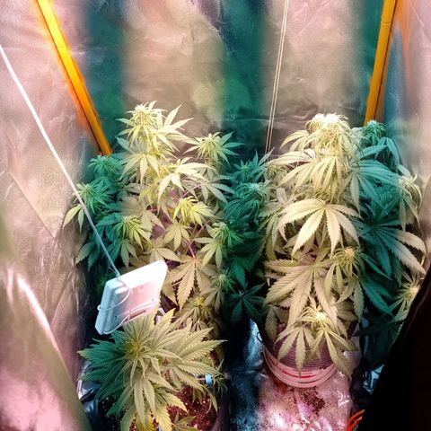 Celeste  growlog photo: Van a las chapas..!!