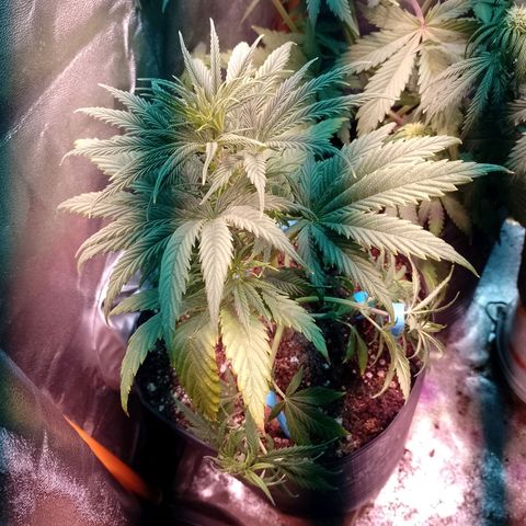 Celeste  growlog photo: Espero ver un cambio de estado, le faltaba nitrógeno, se aplicó Oro Negro.