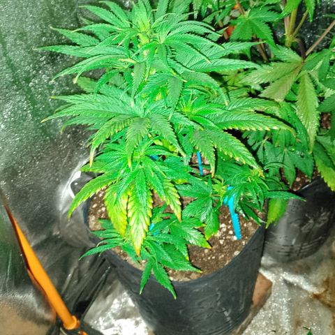 Celeste  growlog photo: Muestra carencia Nitrógeno y de Potasio 