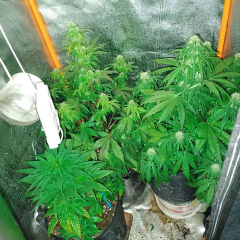 Celeste  growlog photo: Vienen flama 🔥🔥🔥