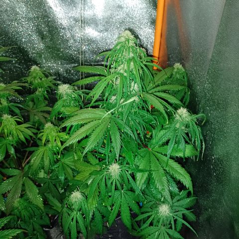 Celeste  growlog photo: Vienen flama 🔥🔥🔥