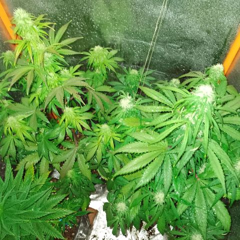 Celeste  growlog photo: Vienen flama 🔥🔥🔥