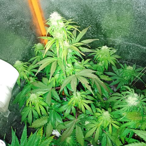 Celeste  growlog photo: Vienen flama 🔥🔥🔥
