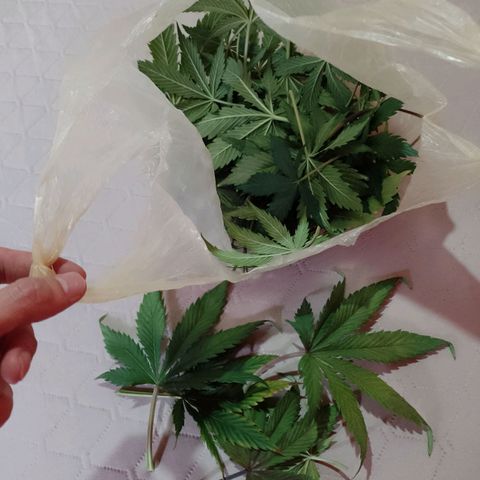 Celeste  growlog photo: Última defoliación para las autos.