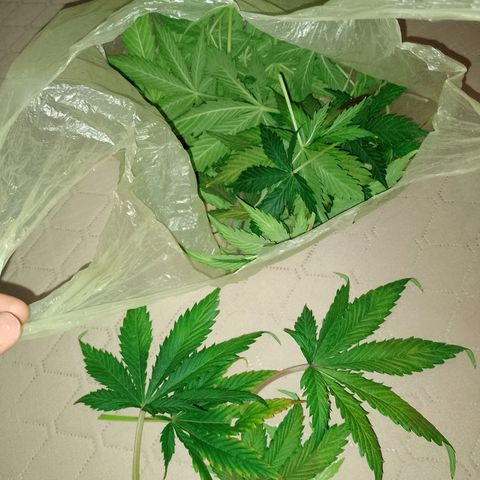 Celeste  growlog photo: Última defoliación para las autos.