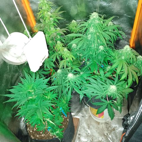 Celeste  growlog photo: Ya defoliadas. 