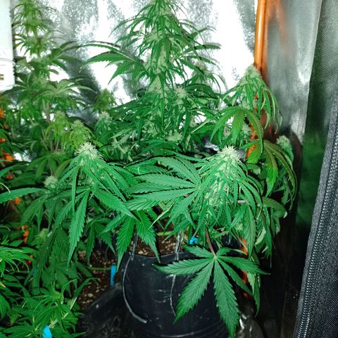 Celeste  growlog photo: Ya defoliadas. 