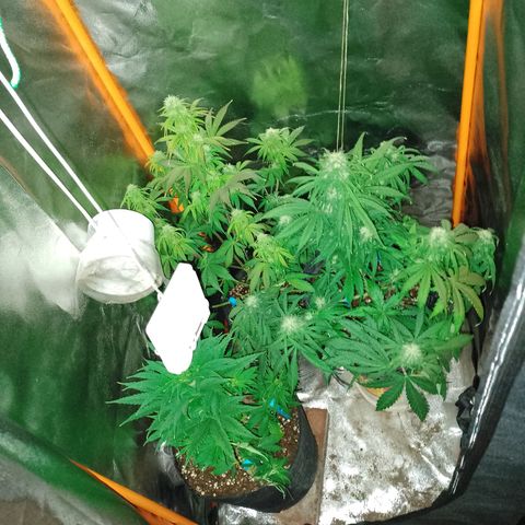 Celeste  growlog photo: Ya defoliadas. 