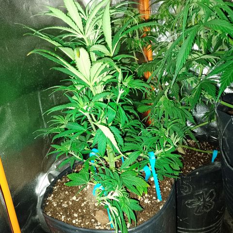 Celeste  growlog photo: Ya defoliadas. 