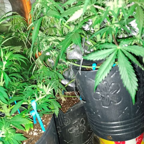 Celeste  growlog photo: Ya defoliadas. 