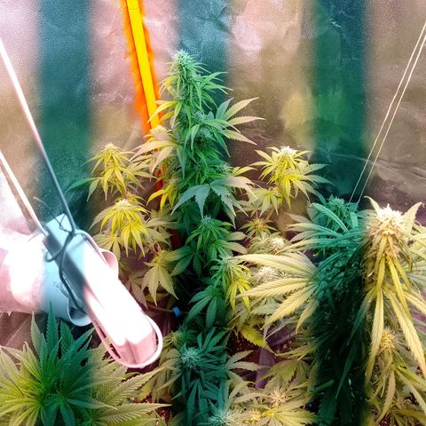 Celeste  growlog photo: Nuevamente se agrega un foco LED luz fría de 50w sumando un total 450w