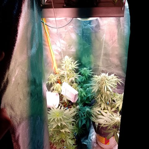 Celeste  growlog photo: Nuevamente se agrega un foco LED luz fría de 50w sumando un total 450w
