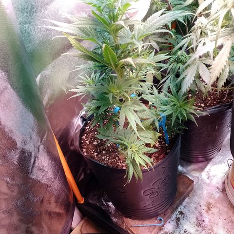 Celeste  growlog photo: Nuevamente se agrega un foco LED luz fría de 50w sumando un total 450w