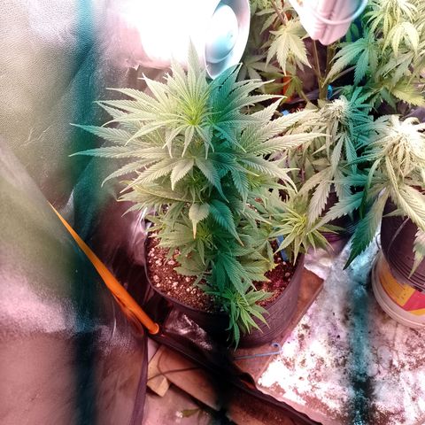 Celeste  growlog photo: Nuevamente se agrega un foco LED luz fría de 50w sumando un total 450w