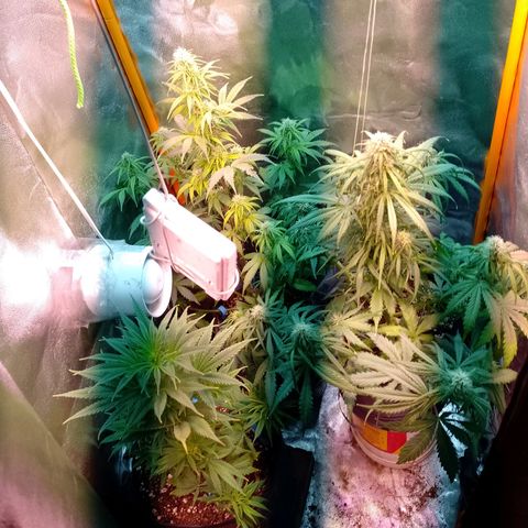 Celeste  growlog photo: Nuevamente se agrega un foco LED luz fría de 50w sumando un total 450w