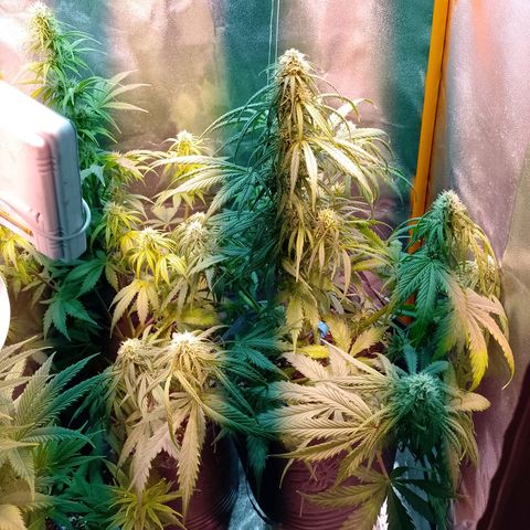 Celeste  growlog photo: Nuevamente se agrega un foco LED luz fría de 50w sumando un total 450w
