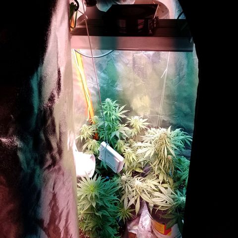 Celeste  growlog photo: Nuevamente se agrega un foco LED luz fría de 50w sumando un total 450w