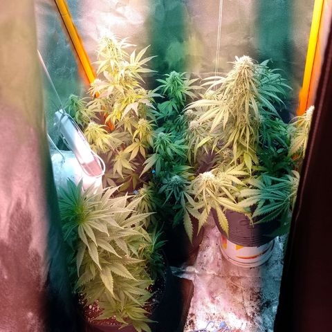 Celeste  growlog photo: A dos días de una extrema defoliación.