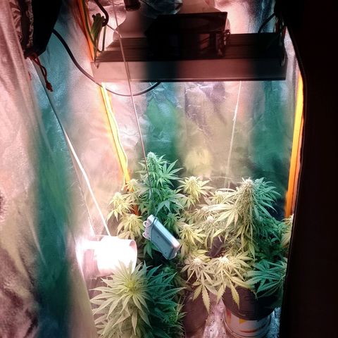 Celeste  growlog photo: A dos días de una extrema defoliación.
