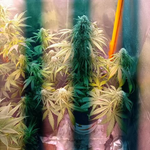 Celeste  growlog photo: A dos días de una extrema defoliación.