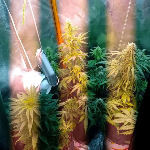 Celeste  growlog photo: A dos días de una extrema defoliación.