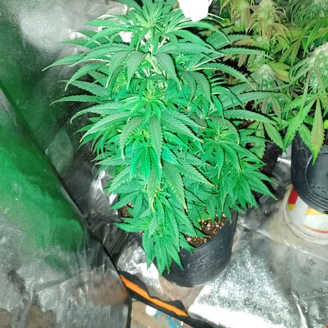Celeste  growlog photo: Se ve fuerte y sana sin carencias alguna.
